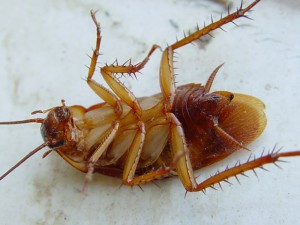 De ce am gândaci în apartament, și metodele moderne de distrugere a acestora