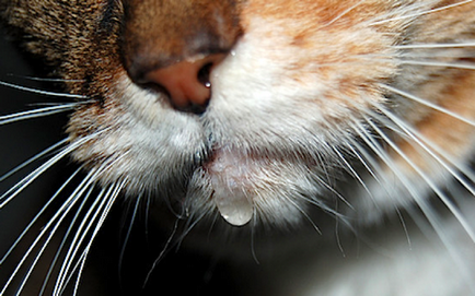 De ce pisica vomita alb spumă, produse alimentare, ce să facă în cazul în care pisica ta bolnavă, ea râgâieli că da, iar