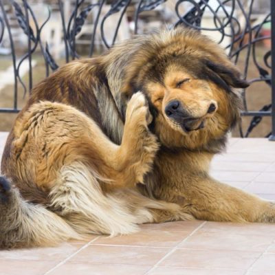 De ce câinele scutură capul și zgârieturi urechile sale cauze si tratament