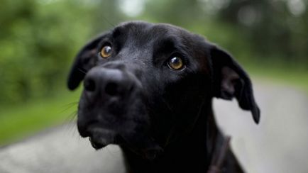 De ce câinele scutură din cap și zgârieturi cauzele și tratamentul de urechi (câine) De ce câinele scutură capul și zgârieturi urechile sale cauze si tratament