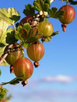 De ce măr nu înflorească și să poarte fructe