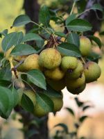 De ce măr nu înflorească și să poarte fructe