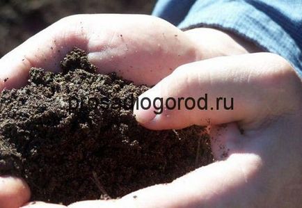 De ce este verde pământul în grădină și acoperite cu floare, foto și video (teren) De ce este verde pământul în grădină și acoperite cu floare, foto și video