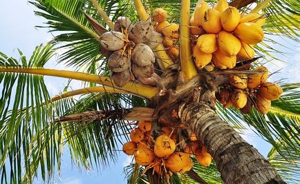 Utilizarea de nucă de cocos