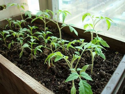Tomate pe soiurile pervaz, cultivarea și întreținerea
