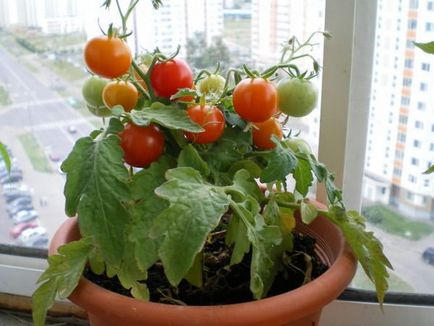 Tomate pe soiurile pervaz, cultivarea și întreținerea