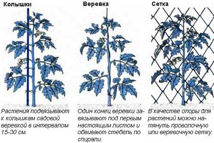 Tomate în cultivarea câmp deschis, de îngrijire, iar cele mai bune soiuri de randament, foto, video