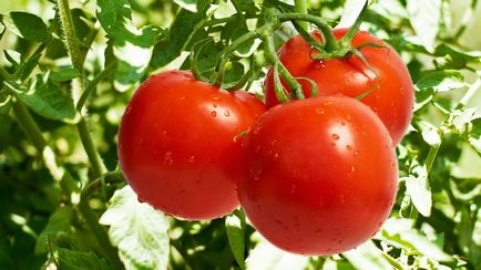 Tomate în cultivarea câmp deschis, de îngrijire, iar cele mai bune soiuri de randament, foto, video