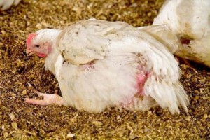 Diaree la găinile ouătoare metode de tratament și de prevenire