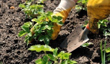 plantarea de reguli, tehnici si secrete despre cum să planteze căpșuni