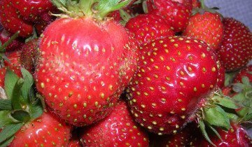 plantarea de reguli, tehnici si secrete despre cum să planteze căpșuni
