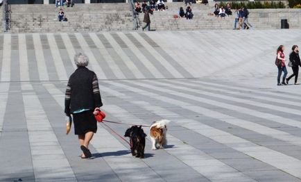 Reguli câine de mers pe jos în oraș și sancțiunile pentru încălcarea lor, „da laba“
