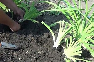 plantare și îngrijire de daylilies în câmp deschis