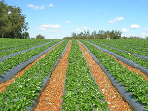 de plantare de căpșuni - cheia pentru o recoltă bună, video