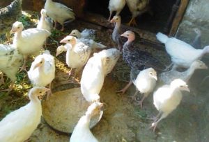 Ingrijirea adecvata a curcanilor, în conformitate cu normele de aprovizionare și de întreținere (ceea ce privește conținutul de pui de curcan) Ingrijirea adecvata a curcanilor, în conformitate cu normele de aprovizionare și întreținere