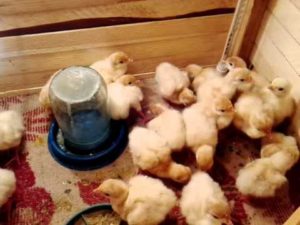 Ingrijirea adecvata a curcanilor, în conformitate cu normele de aprovizionare și de conținut (norme) Ingrijirea adecvata a curcanilor, în conformitate cu normele de aprovizionare și întreținere