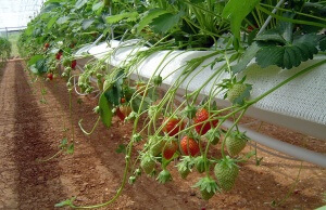 Adecvată în creștere căpșuni hidroponice
