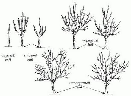 În mod corespunzător tăiat un măr în dreapta de primăvară, tineri și tăiați schema