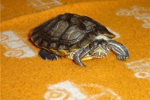 Sign - o broască țestoasă în casă