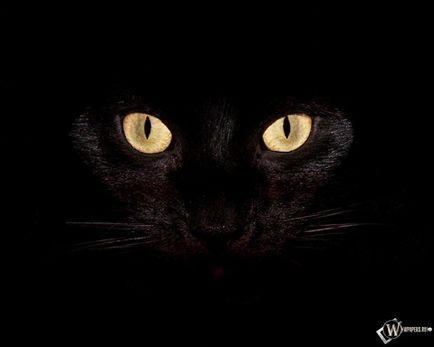 Semne despre pisici - cele mai frecvente superstițiile