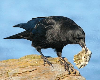 despre ciori - semne care prezice cu pene negre (Raven) Semne despre ciori - care prezice cu pene negre
