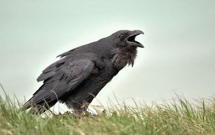 despre ciori - semne care prezice cu pene negre (Raven) Semne despre ciori - care prezice cu pene negre