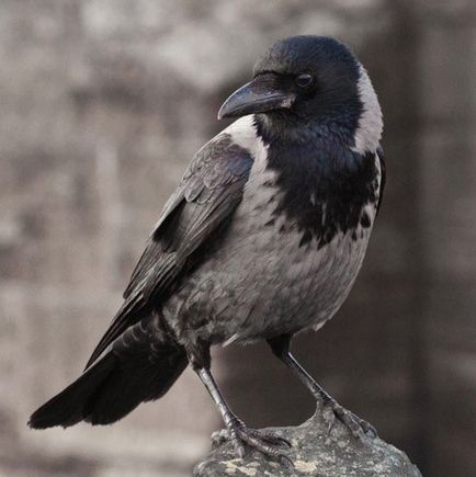 despre ciori - semne care prezice cu pene negre (Raven) Semne despre ciori - care prezice cu pene negre