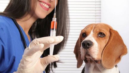 Inocularea împotriva căpușelor pentru câini - avantaje și dezavantaje