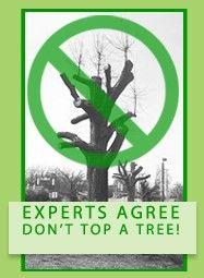 Vezi post - 5 motive pentru a nu kronirovat copaci
