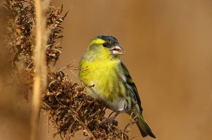 scatiu Bird (55 poze) conținutul de păsări cântătoare la domiciliu, arata ca