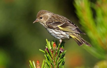 scatiu Bird (55 poze) conținutul de păsări cântătoare la domiciliu, arata ca