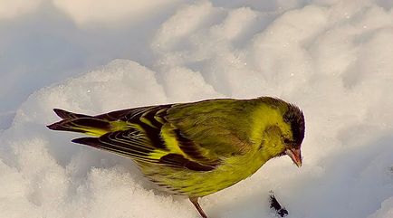 scatiu Bird (55 poze) conținutul de păsări cântătoare la domiciliu, arata ca