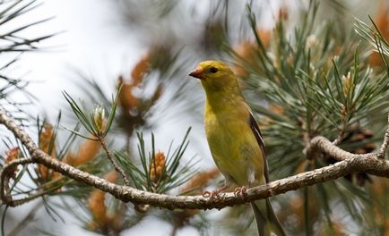 scatiu Bird (55 poze) conținutul de păsări cântătoare la domiciliu, arata ca