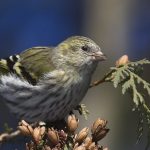 scatiu Bird (55 poze) conținutul de păsări cântătoare la domiciliu, arata ca