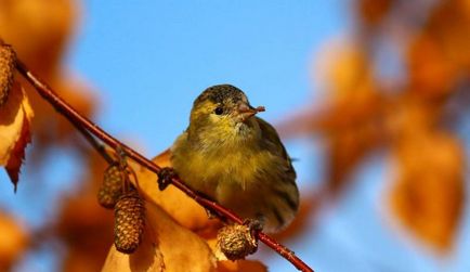 scatiu Bird (55 poze) conținutul de păsări cântătoare la domiciliu, arata ca