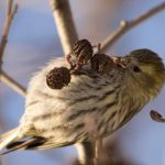 scatiu Bird (55 poze) conținutul de păsări cântătoare la domiciliu, arata ca