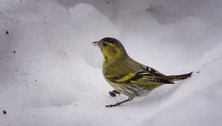 scatiu Bird (55 poze) conținutul de păsări cântătoare la domiciliu, arata ca