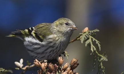 scatiu Bird (55 poze) conținutul de păsări cântătoare la domiciliu, arata ca