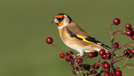 scatiu Bird (55 poze) conținutul de păsări cântătoare la domiciliu, arata ca