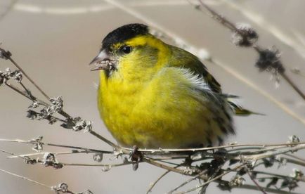 scatiu Bird (55 poze) conținutul de păsări cântătoare la domiciliu, arata ca