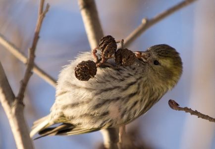 scatiu Bird (55 poze) conținutul de păsări cântătoare la domiciliu, arata ca