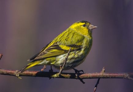 scatiu Bird (55 poze) conținutul de păsări cântătoare la domiciliu, arata ca