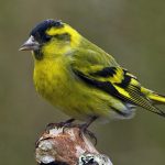 scatiu Bird (55 poze) conținutul de păsări cântătoare la domiciliu, arata ca