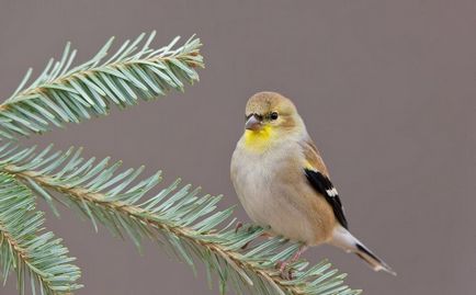 scatiu Bird (55 poze) conținutul de păsări cântătoare la domiciliu, arata ca