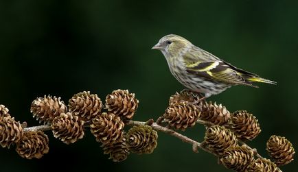 scatiu Bird (55 poze) conținutul de păsări cântătoare la domiciliu, arata ca