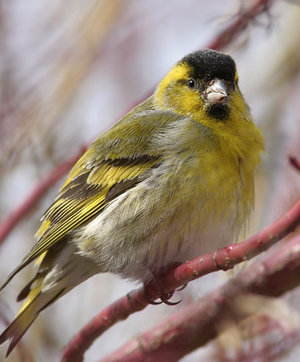 Conținutul songbird Bird scatiu în captivitate