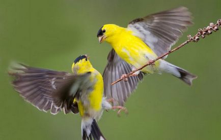 Conținutul songbird Bird scatiu în captivitate