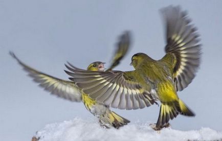 Conținutul songbird Bird scatiu în captivitate