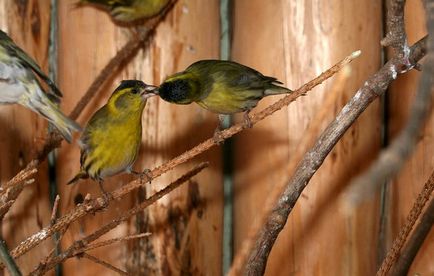 Conținutul songbird Bird scatiu în captivitate