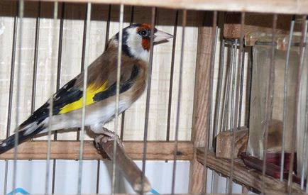 Conținutul songbird Bird scatiu în captivitate